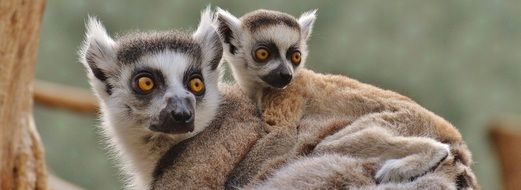 lemur female and cub