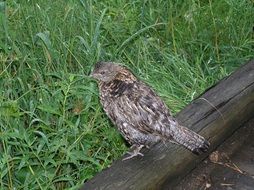 Ruffled Grouse in the wildlife