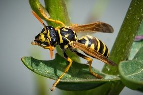 Wasp Insect on a leaf