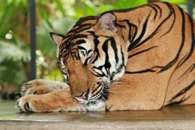 the tiger is sleeping in a cage