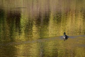 drake in the middle of the pond
