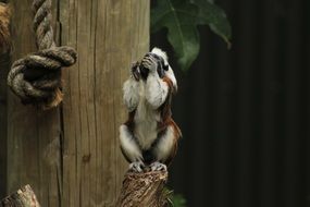 monkey sitting on a stump