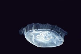 glowing jellyfish on a black background