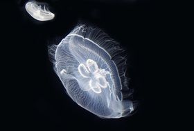 glowing jellyfish on the sea bottom