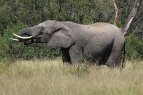 elephant in safari with tall grass