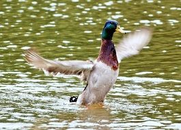 Happy Duck on a pond