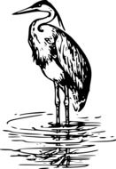 black and white drawing heron in water