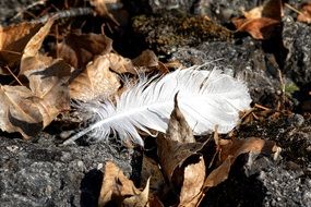 white Bird Feather among dry fallen leaves