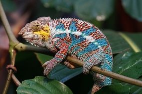 reptile lives on the island of Madagascar in the rainforest