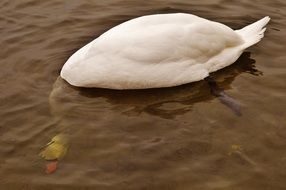 swan stuck his head in brown water