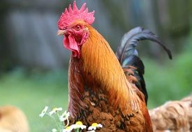 portrait of a rooster among nature