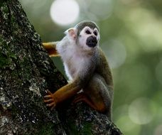 scented monkey in wildlife