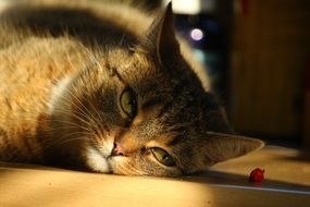 Cat Chili
