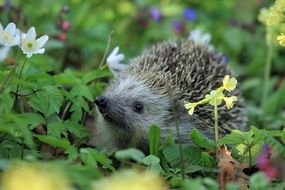 hedgehog among spring vegetation