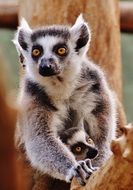 Ape Lemur with baby zoo, tierpark hellabrunn, munich