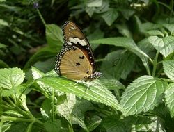 brown butterfly in summer