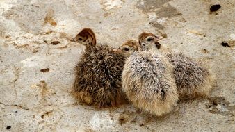 cute three baby ostrich