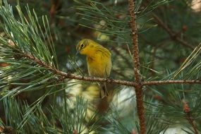 yellow little bird on a pine branch close-up