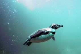 diving humboldt penguin
