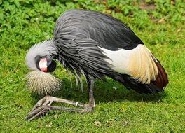 grey crowned crane south africa
