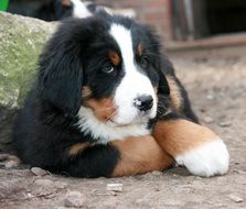 cute bernese mountain dog puppy