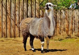 Llama in zoo, germany, munich, tierpark hellabrunn