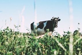 black and white Cow in green Field pasture