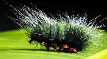 Caterpillar Nimble close-up on blurred background