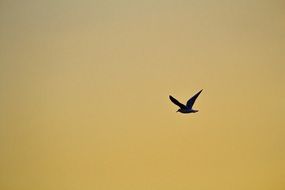 seagull high in the evening sky