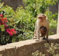 a monkey with a cub on the parapet