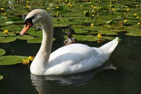 white swan on a background of yellow water lilies
