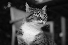 black and white picture of a cute cat