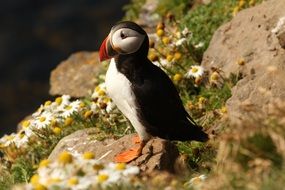 cute Atlantic Puffin outdoor