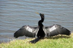 funny black bird on the lakeside