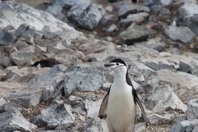 penguin among the nature of Antarctica