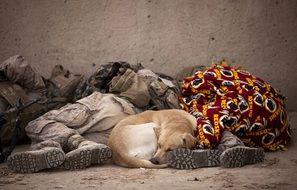 dog and Soldiers Sleeping