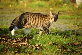 beautiful cat walks on the grass