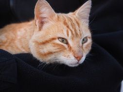ginger cat on black