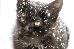 Snow Cat