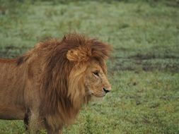 exceptional Lion Africa