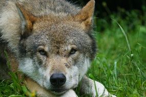 Eurasian Wolf on the green grass