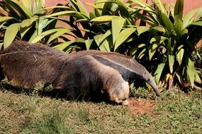 anteater in the green garden