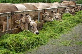 farm cows eating grass