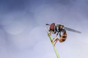 Hoverfly on a grass