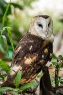 Tyto longimembris, Eastern Grass Owl looking straight