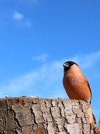 portrait of bullfinch bird on a wood in spring