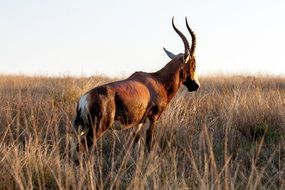 African Gazelle in the grass