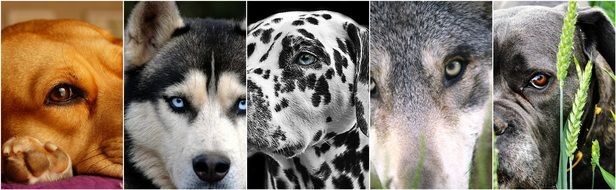 collage of dogs' portraits