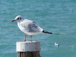 white gull on lake garda