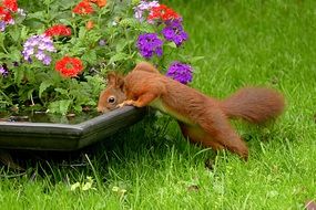 squirrel drinking water in the garden